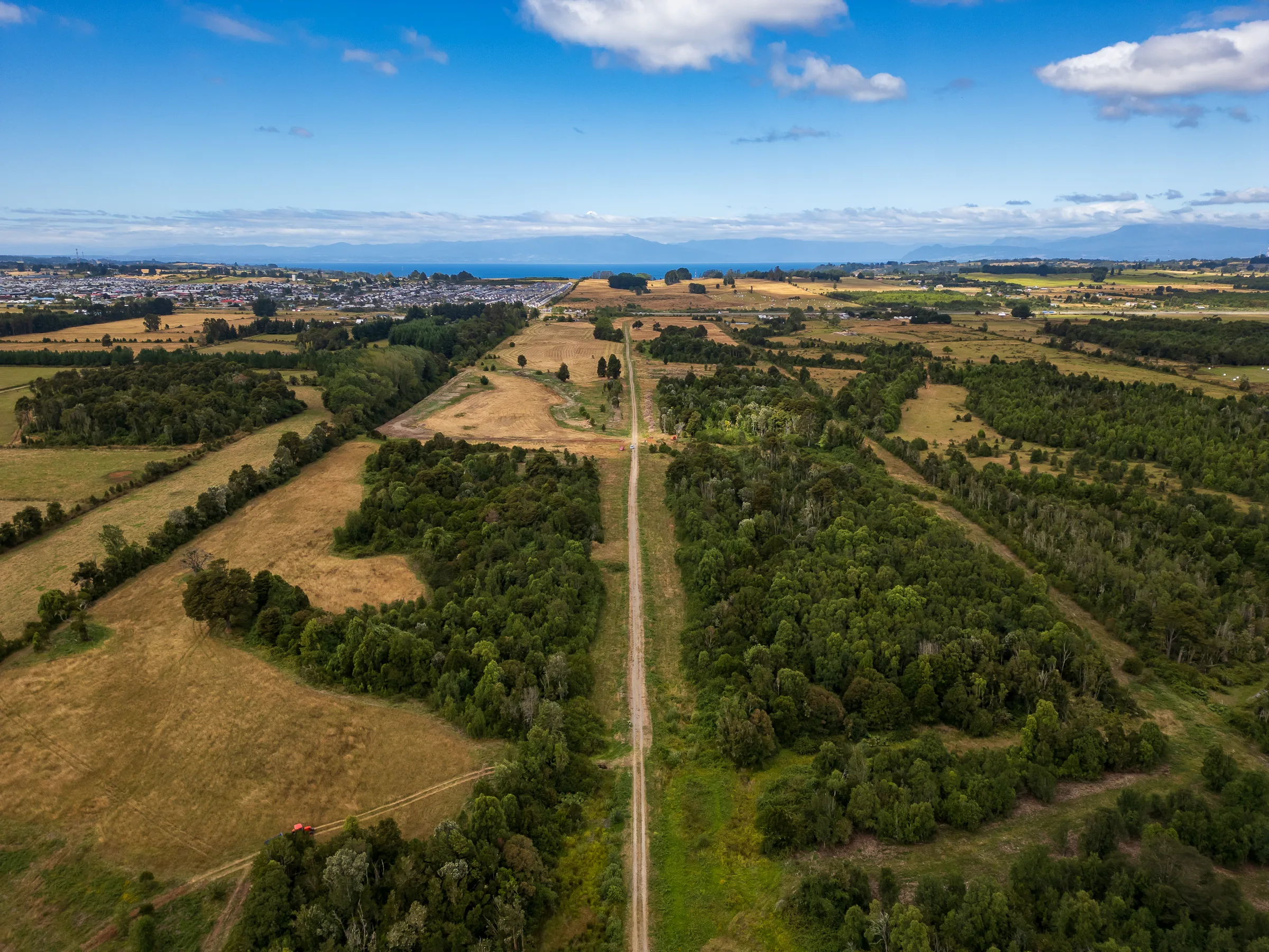 Primavera en el bosque